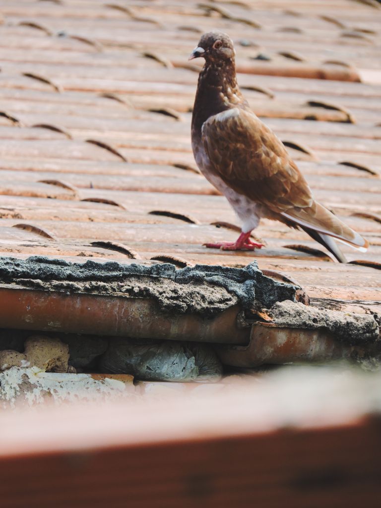 A brown pigeon stands on a tiled rooftop, showcasing urban wildlife.