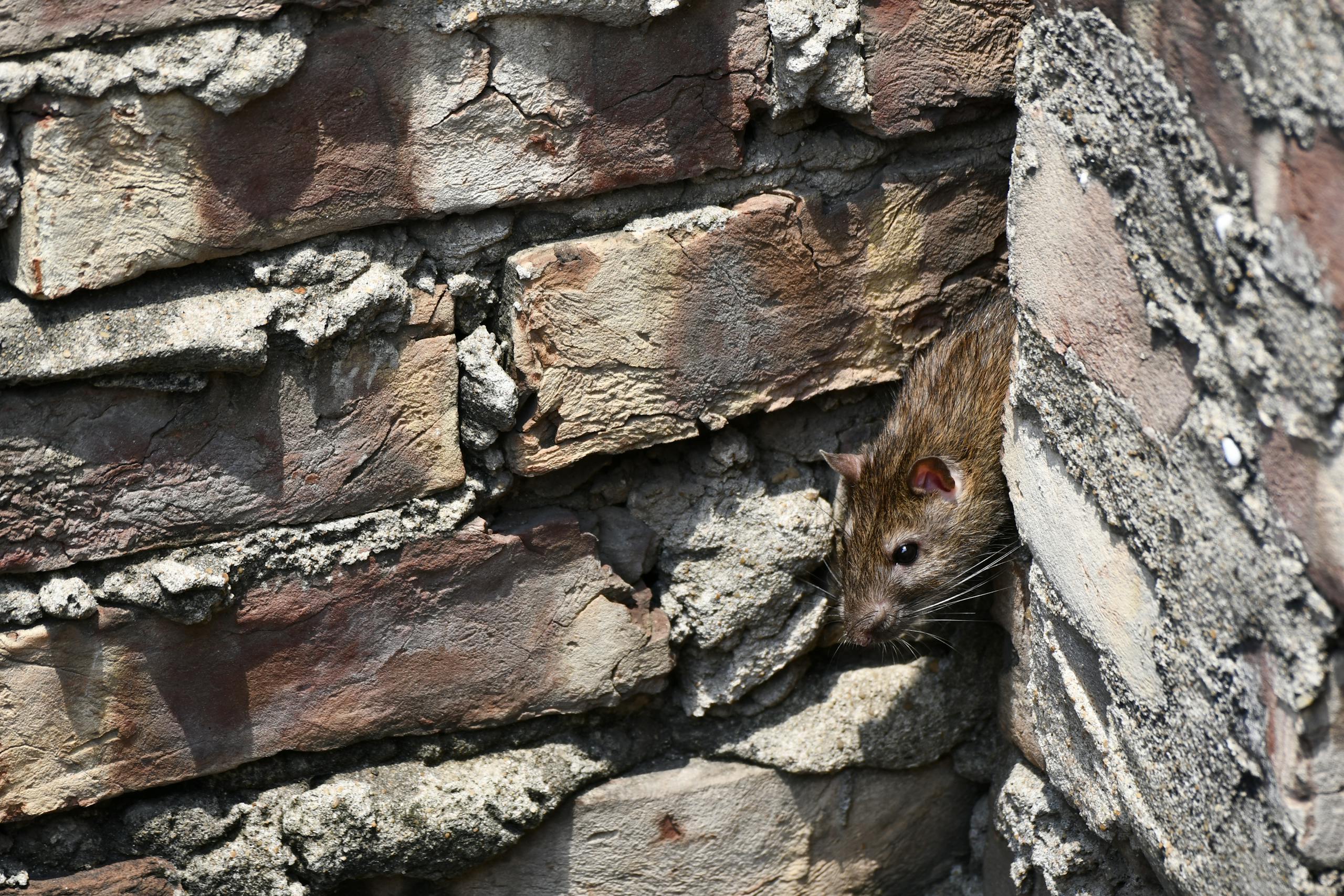 Fouine ou rat dans les combles d’une maison en Belgique