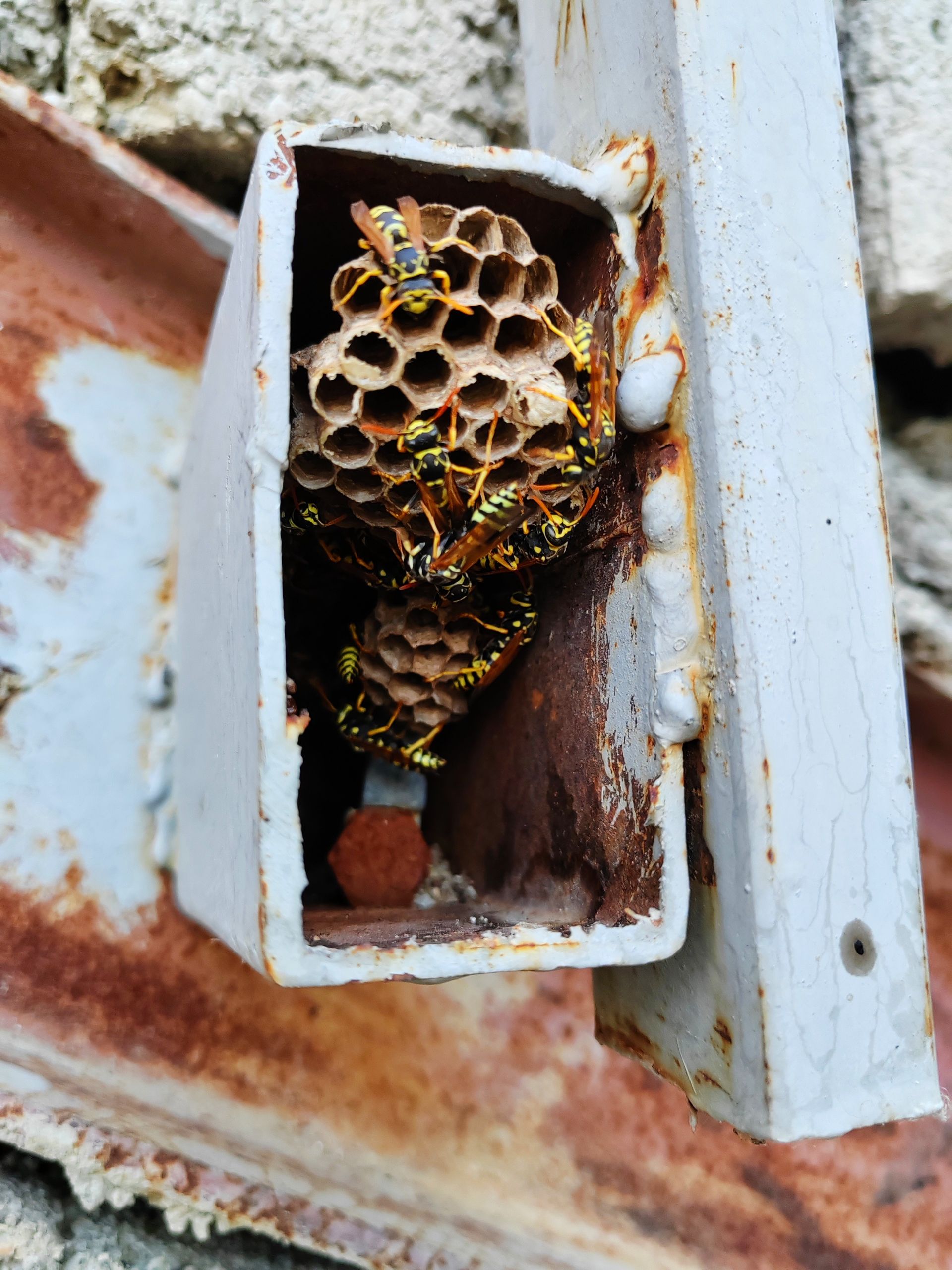 Nid de guêpes ou frelons sous les tuiles d’une toiture en Belgique