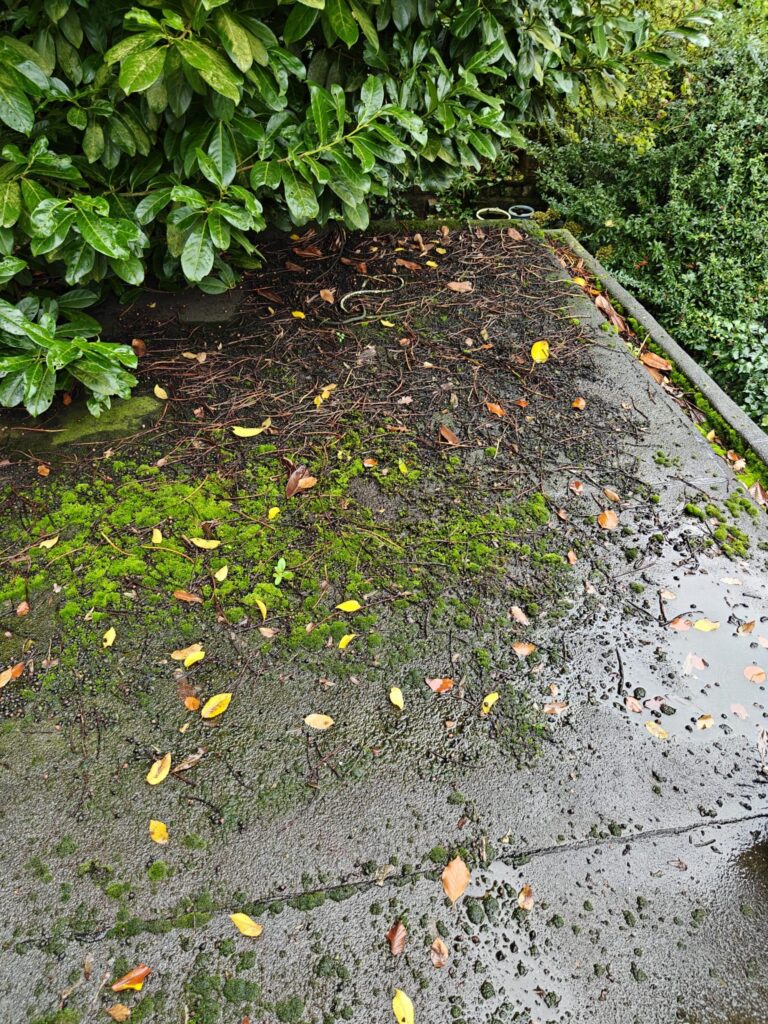 Mousses et lichens sur une toiture en pente en Belgique