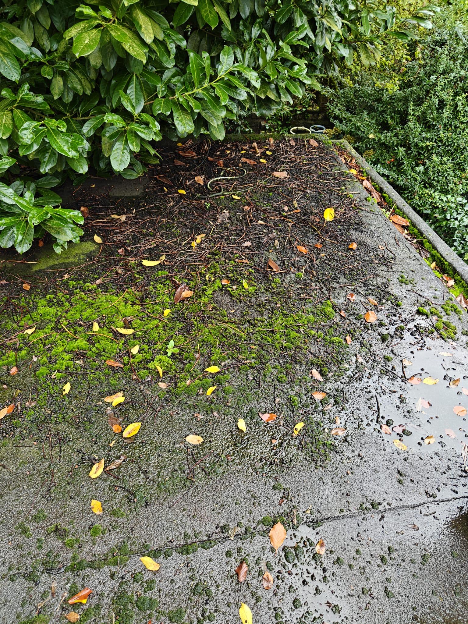 Mousses et lichens sur une toiture en pente en Belgique