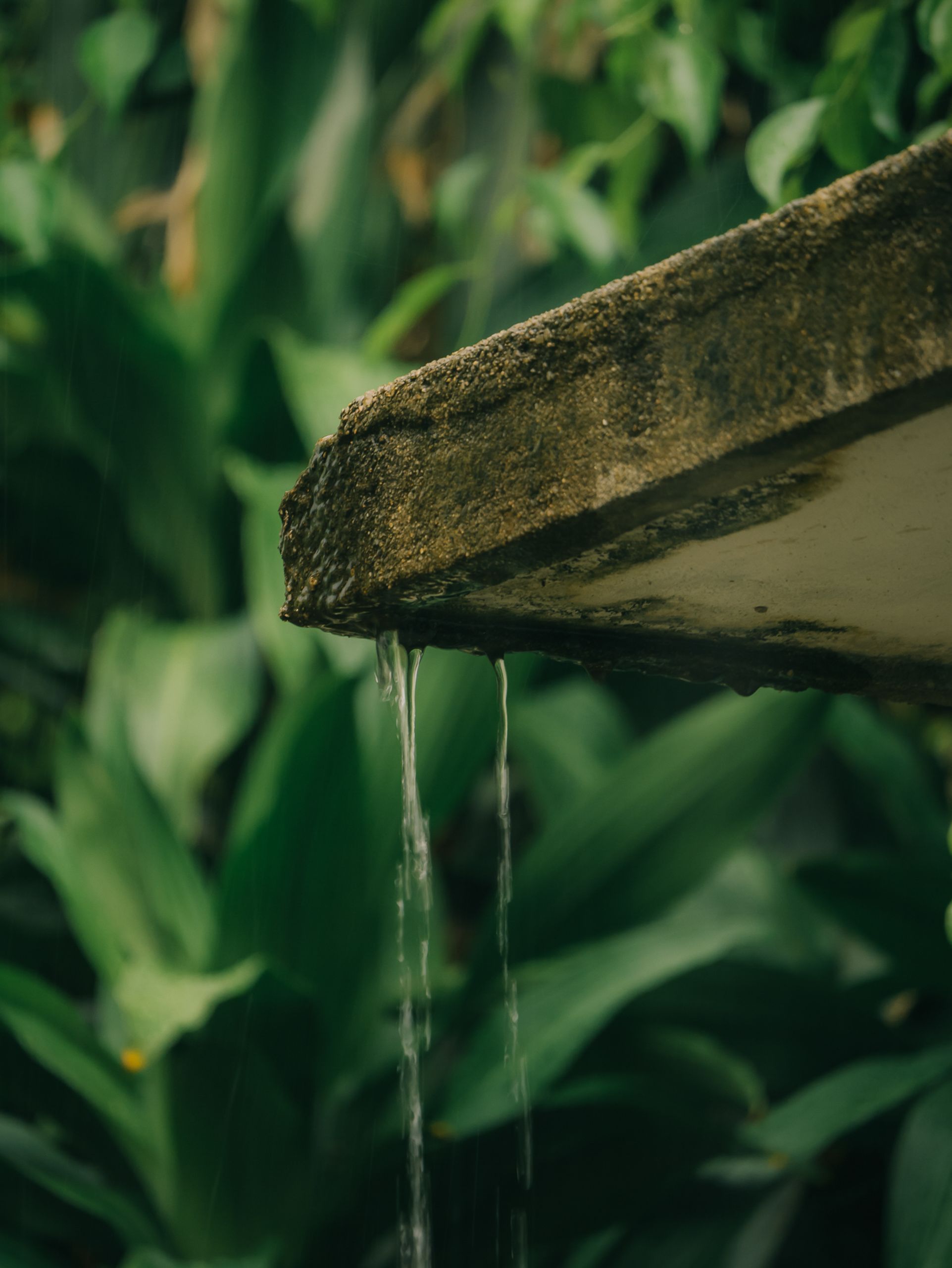 Close-up of rainwater cascading off a concrete roof into lush green foliage.